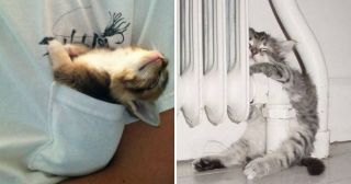 20 фото, о том, что кошки — самые забавные животные на Земле