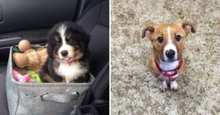 21 фото собак, которые помогут нам стать чуточку счастливее