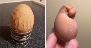 20 фотографий яиц, которые вызывают искреннее удивление 