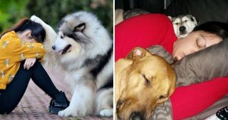 20 трогательных фото собак, которые так беззаветно любят своих хозяев