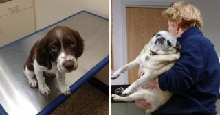 20 «душераздирающих» фото собак, которых привели к ветеринару