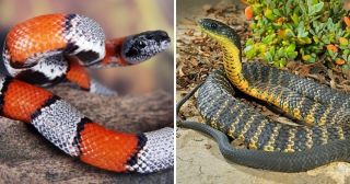 25 самых ядовитых змей на нашей планете