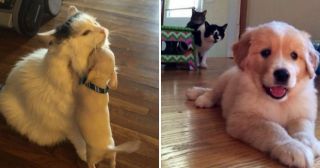 Реакция котов на появление в доме щенка: 15 очень забавных фото