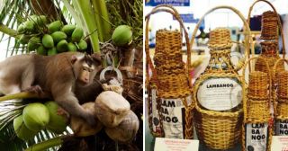 7 интересных фактов о кокосах, которые мало кто знает