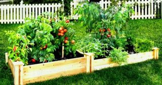8 эффективных способов биологической защиты сада и огорода