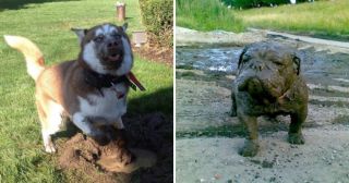 25 смешных фото собак, которых очень зря отпустили с поводка