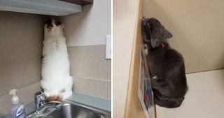 20 смешных трусливых котов перед походом к ветеринару
