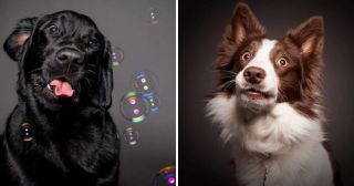 Калейдоскоп эмоций по-собачьи: 24 ярких фотографии собак