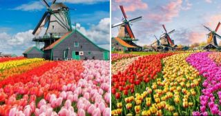 Как цветут тюльпаны в Голландии: 20 фото завораживающих видов