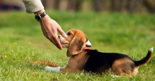 5 базовых правил дрессировки собак