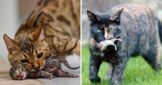 18 малоизвестных фактов о котах, в которые будет нелегко поверить 