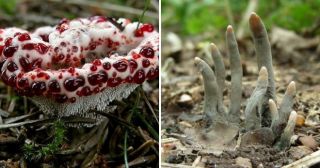 «Пальцы мертвеца» и кровоточащий гриб: 14 самых странных растений в мире
