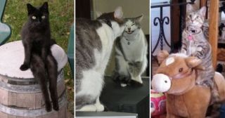 25 смешных кошек, чьё поведение покажется вам очень странным