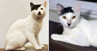 20 котов, которые так похожи на Гитлера, что становится не по себе