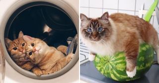 25 котов и кошечек, которые претендуют на звание «Мурлыка года»