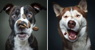 20 смешных фото собак, пытающихся поймать вкусняшку