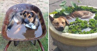 25 смешных фото о том, как животные спасаются от жары