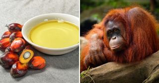 5 причин отказаться от использования пальмового масла