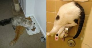 Непостижимая кошачья логика: 30 фото, которые точно вас рассмешат