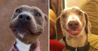25 собак-улыбак, глядя на которых и вы покажите все 32 зуба