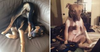 Собаки, которые «поломались»: 20 фото для отличного настроения