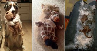 Пост милоты и очарования: 30 животных со своими любимыми игрушками