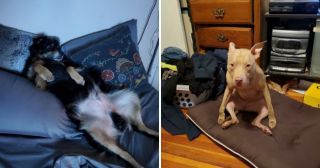 Собаки, которые «поломались» и требуют перезагрузки: 20+ смешных фото
