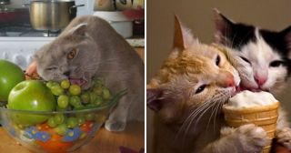 Прожорливые коты, которые могут съесть всё, что угодно: 25 убойных фото