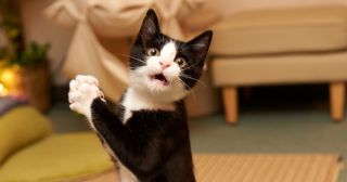 20 фото кошек, демонстрирующих самые странные и смешные позы