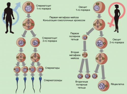 сперматогенез и овогенез1