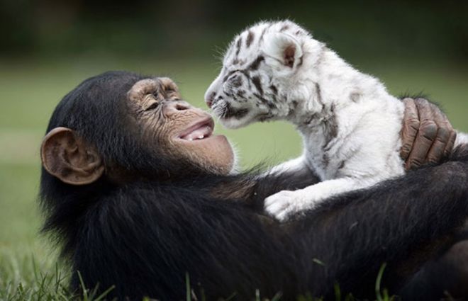 шимпанзе и тигрята
