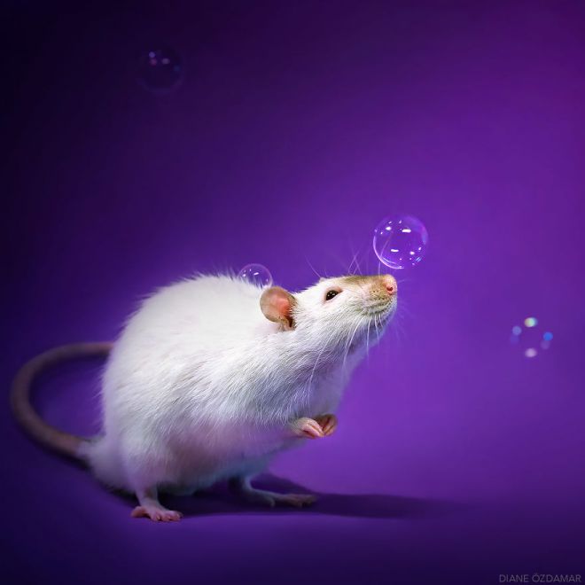 крысы так любят играть с мыльными пузырями
