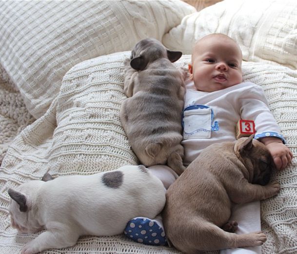 Младенец с собаками