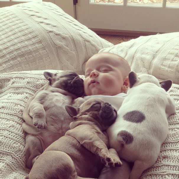 Спящий ребенок и собаки
