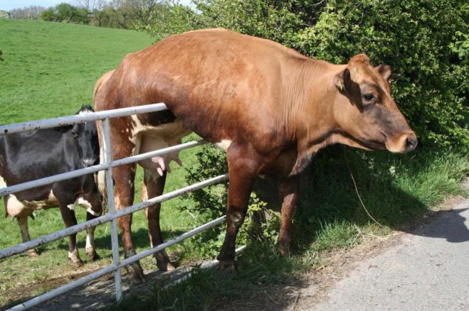 Корова на заборе