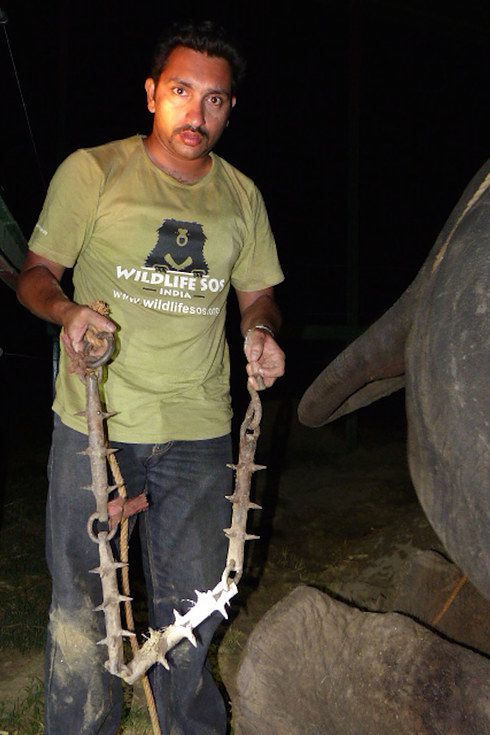 Человек держит цепь, что была на лапе слона
