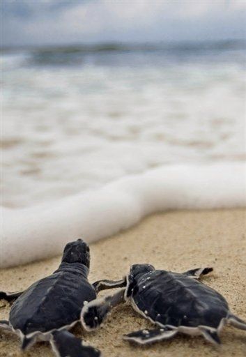 Черепахи на море