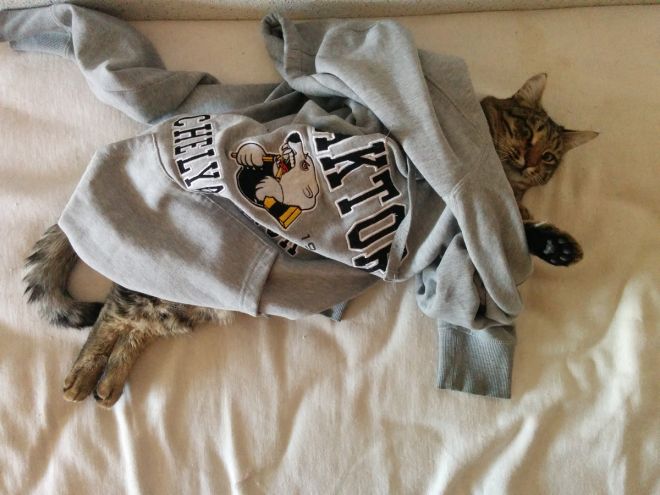 Кошка под свитером