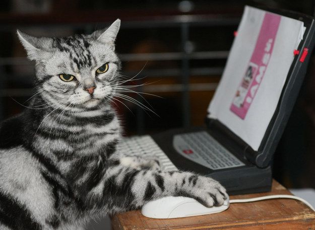 Кот перед ноутбуком