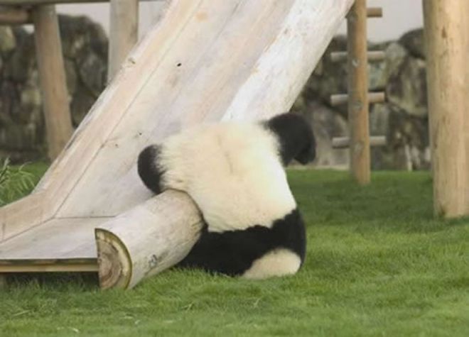 Панда упала с горки