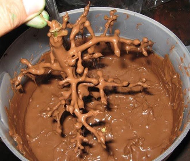 шоколадное дерево