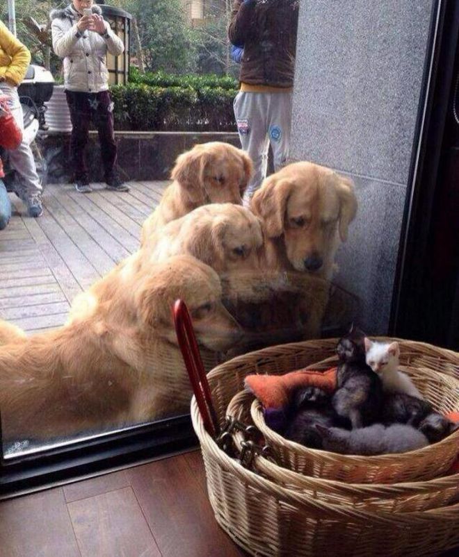 Собаки рассматривают корзину с котятами