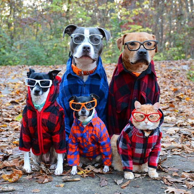 Собаки в рубашках и очках