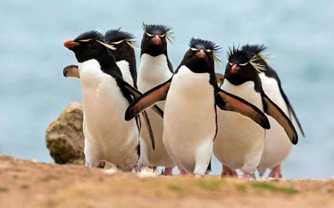 Банда пингвинов