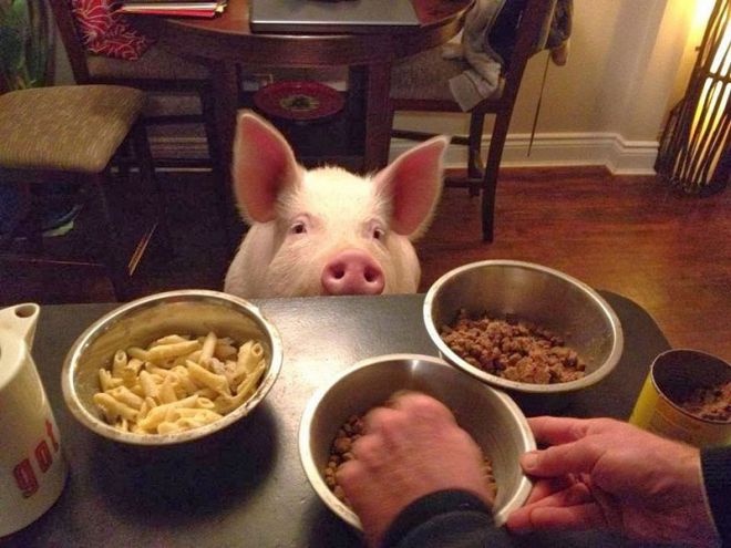 Как порядочная свинья, Эстер всегда голодна