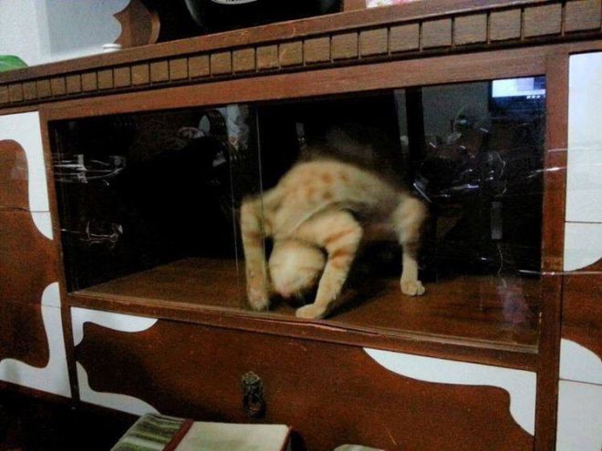 Кот за стеклом в странной позе