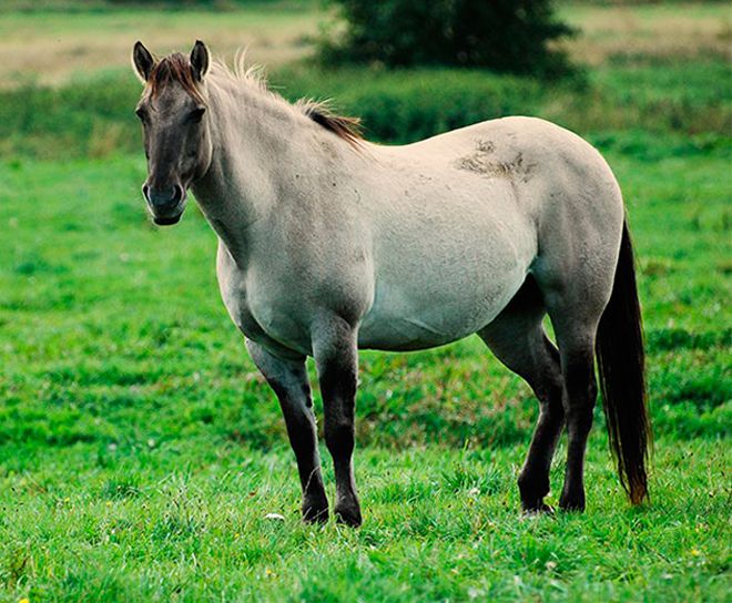 лошадей кажется беременность