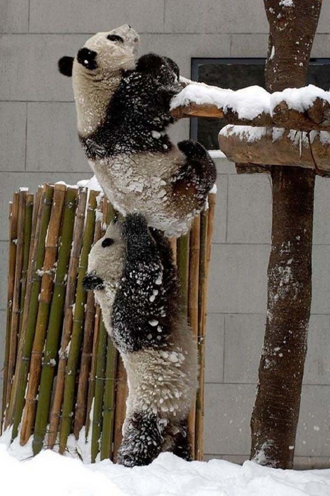 Панда подсаживает панду на горку