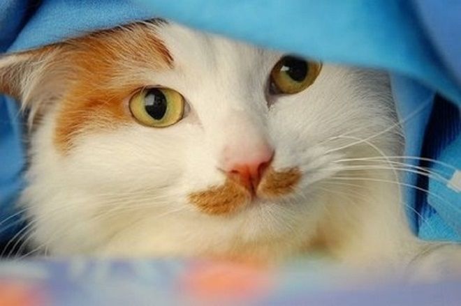 Рыже-белый кот выглядывает из-под покрывала