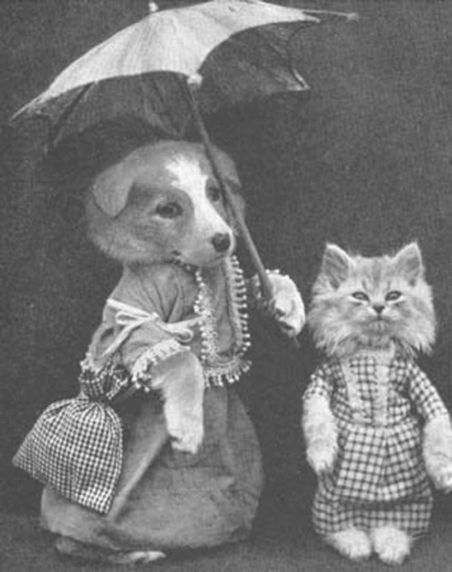 Кошка с собакой под зонтиком